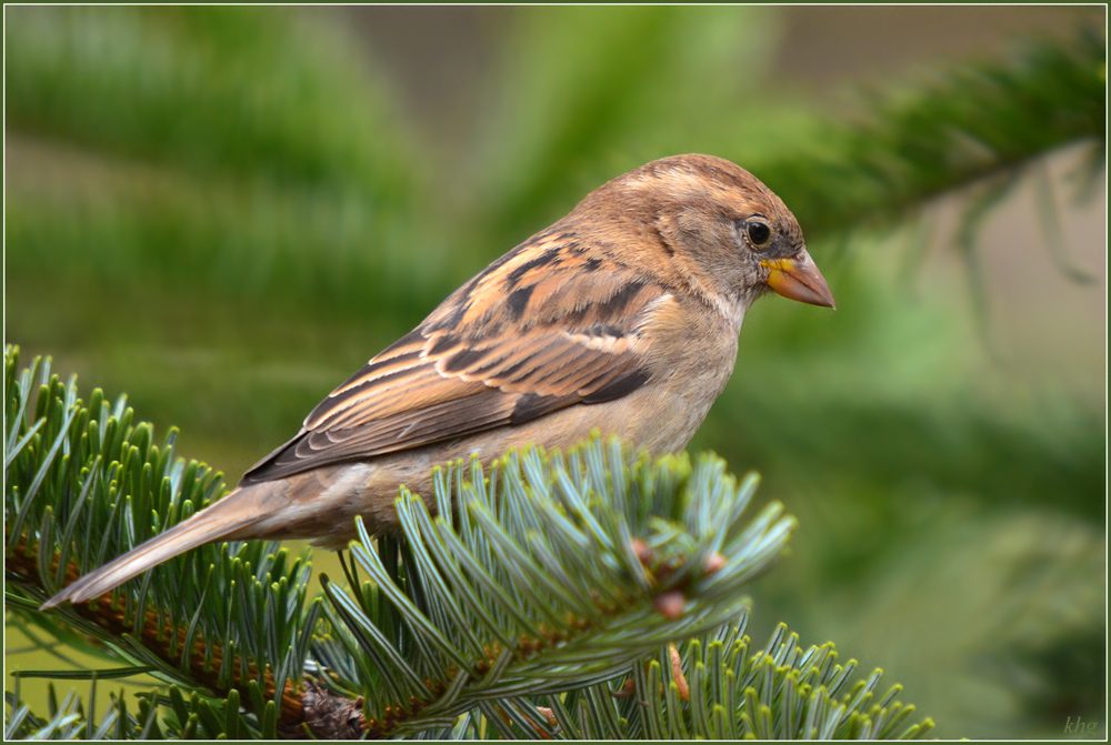 DSC 3490 Spatz