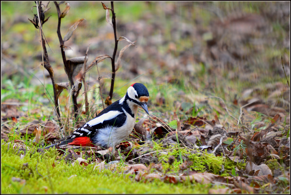 DSC 3502 Buntspecht