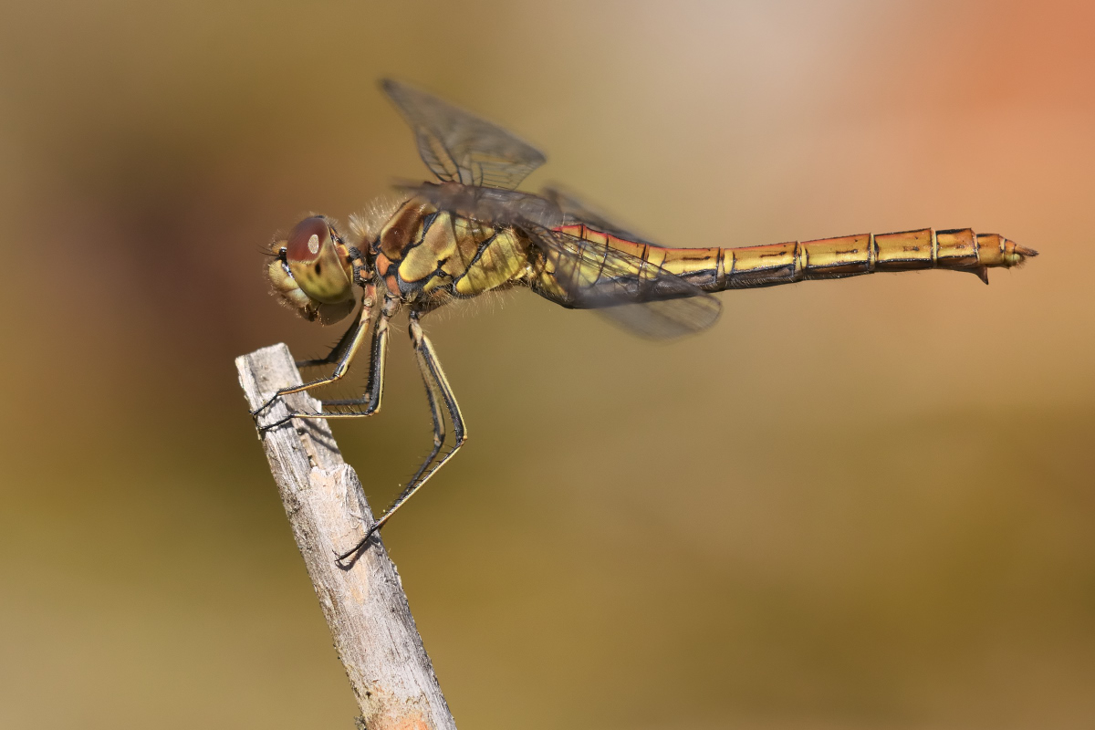 DSC 3515nx