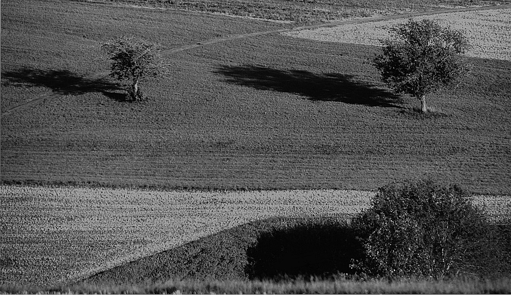 DSC 3552 web crop bw dist