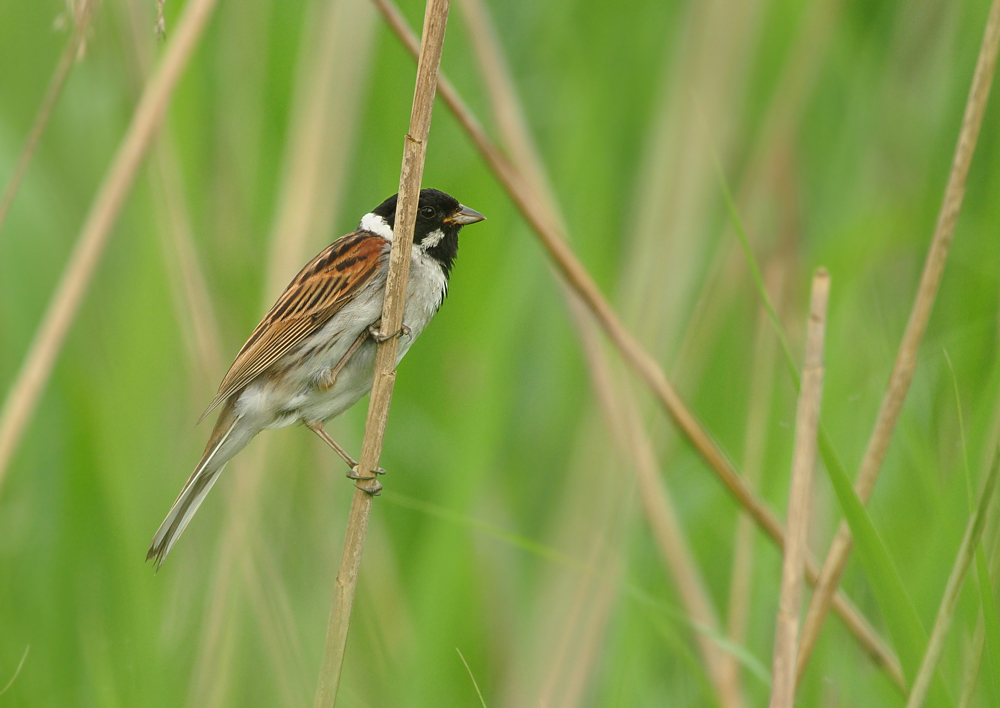 DSC 3583Rohrammer 1000