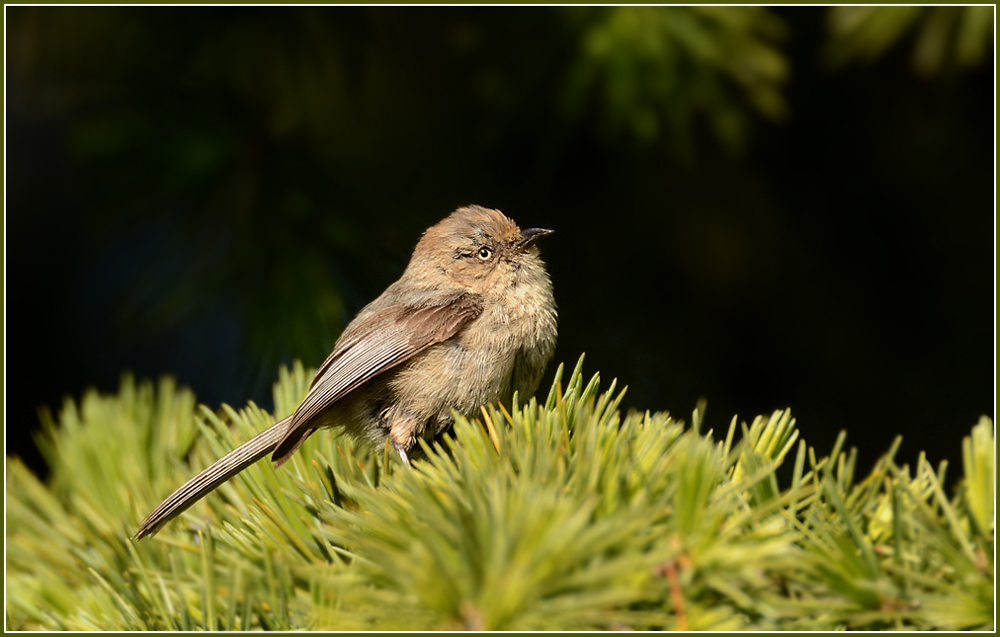 DSC 3594 Vogel 1000 R