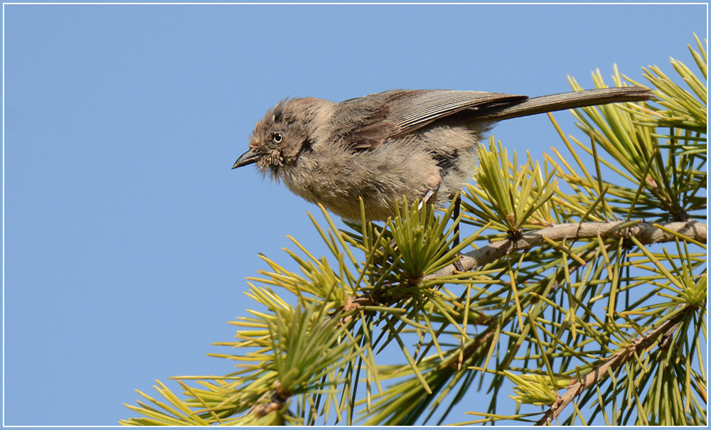 DSC 3614 Vogel 1000 R