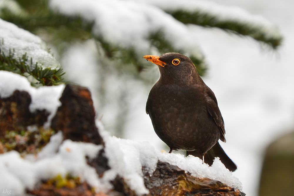 DSC 3626 Amsel