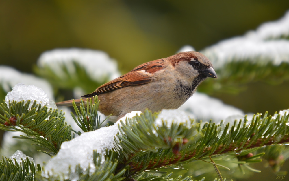 DSC 3650 Spatz