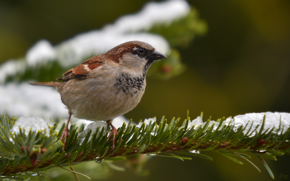 DSC 3652 Spatz