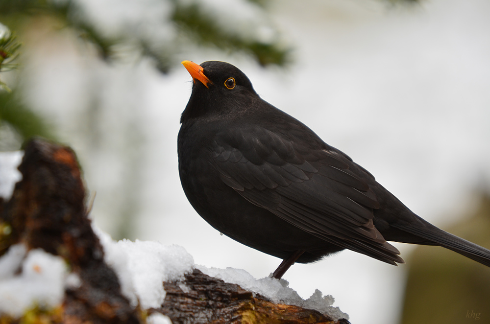 DSC 3661 Amsel