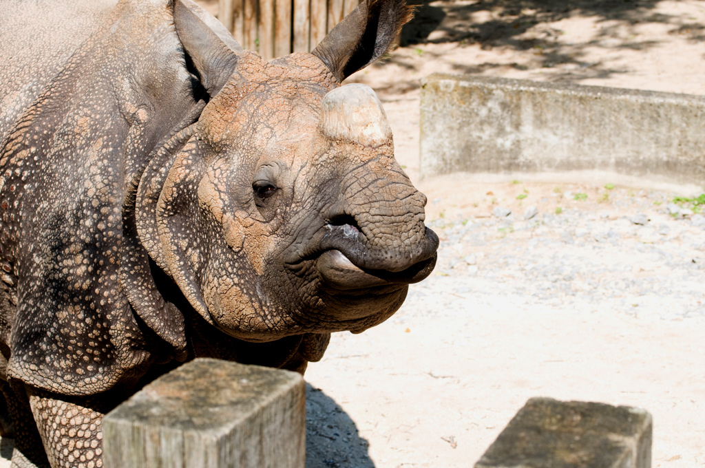 DSC 3686 nashorn