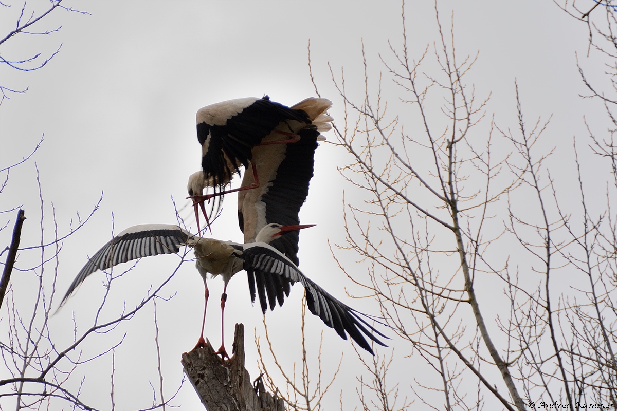DSC 3692