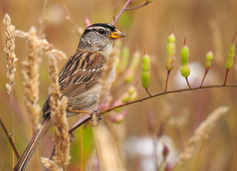 DSC 3694 White headed Sparrow 1000