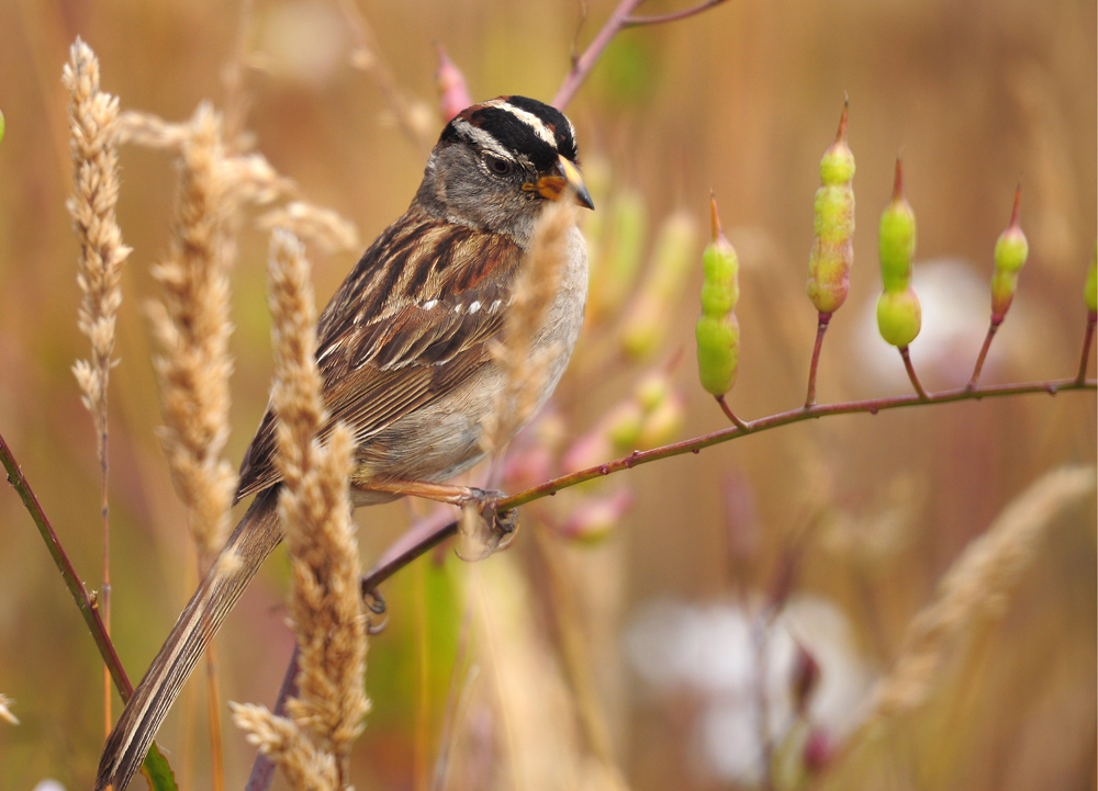 DSC 3696 White headed Sparrow 1000