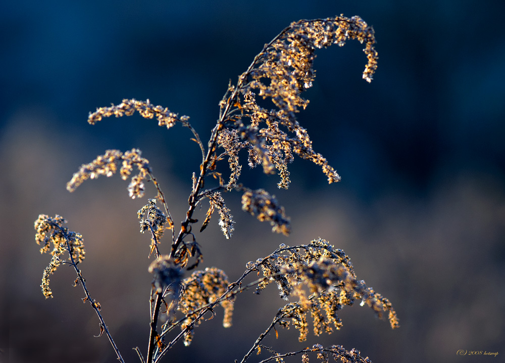 DSC 3700 sm hsw[1]
