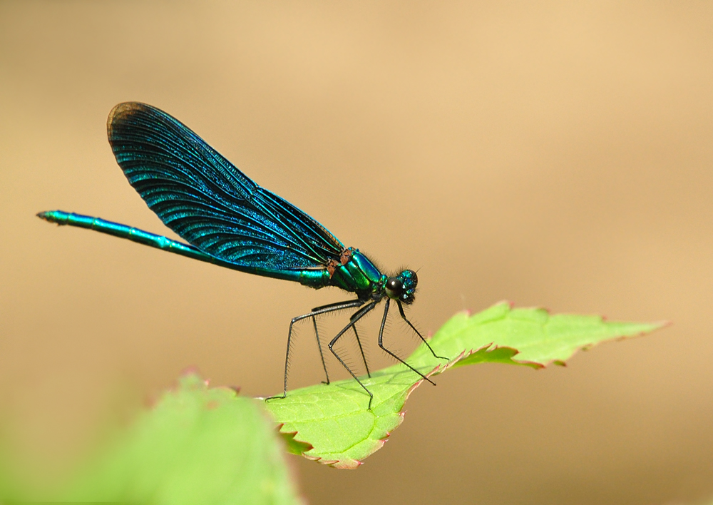 DSC 3701 Blauflügellibelle1000