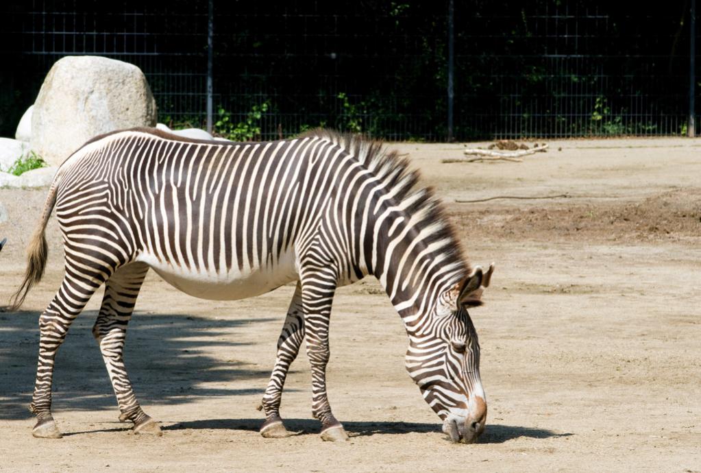 DSC 3746 zebra