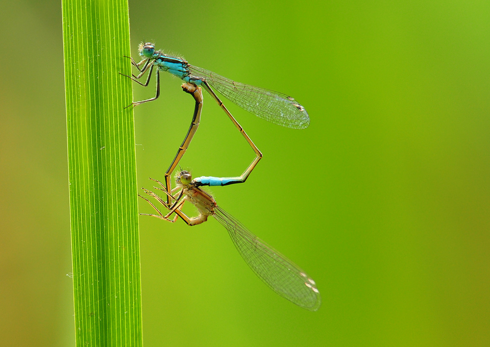 DSC 3751 Jungfernlibelle 2