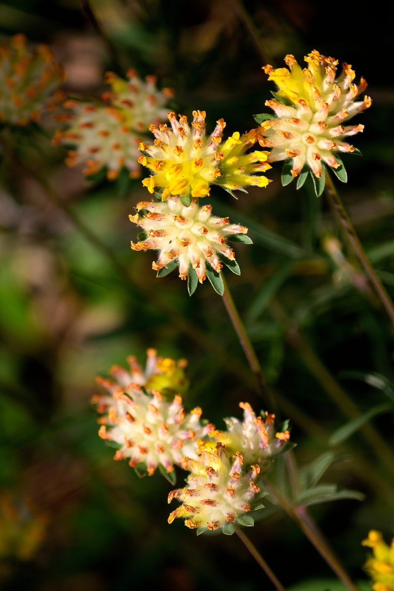 DSC 3754 01