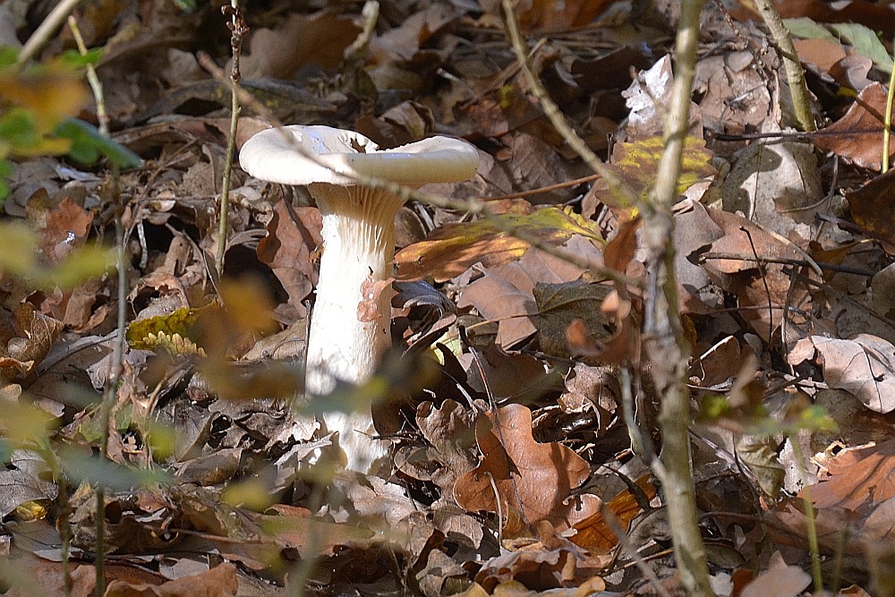 DSC 3764