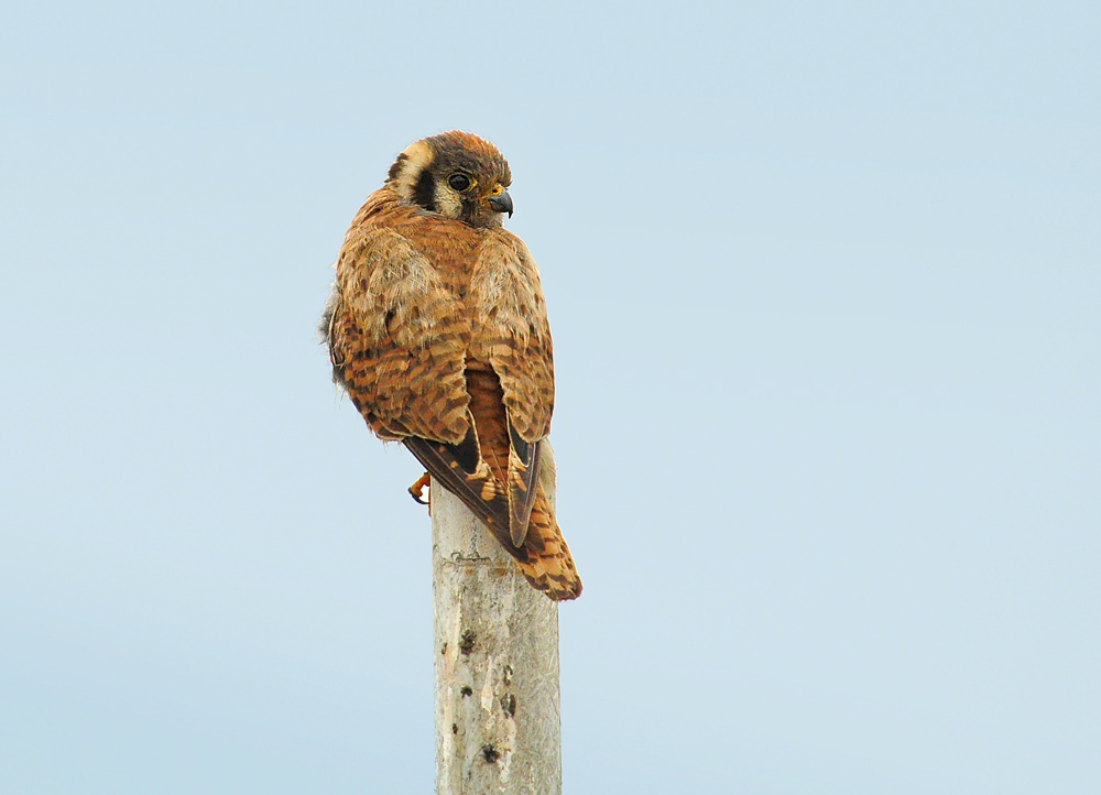 DSC 3794 Buntfalke 3 1000
