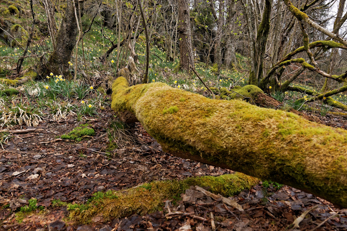 DSC 3794 NSG Perlenbachtal