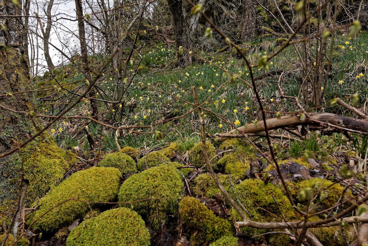 DSC 3796 NSG Perlenbachtal