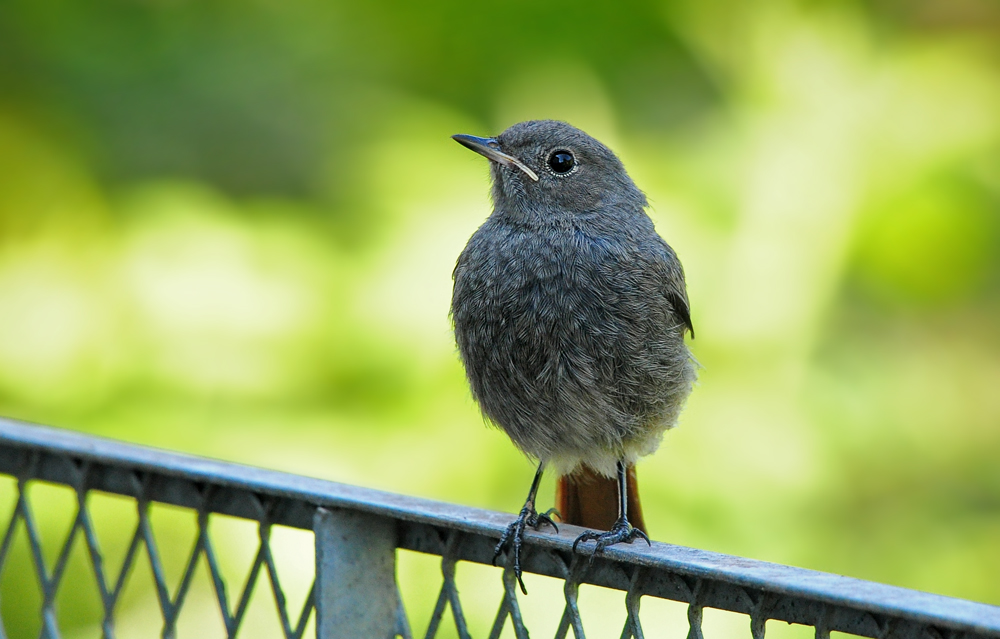 DSC 3798 Rotschwanz juv 1000
