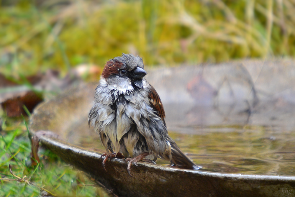 DSC 3807 Spatz