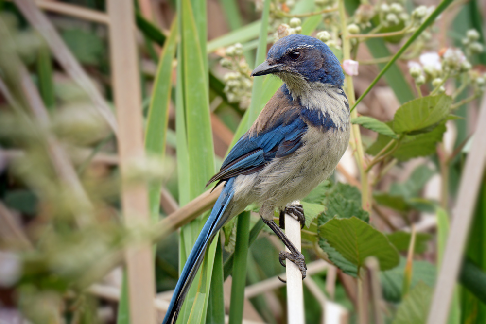 DSC 3858 Blaue Elster 1000