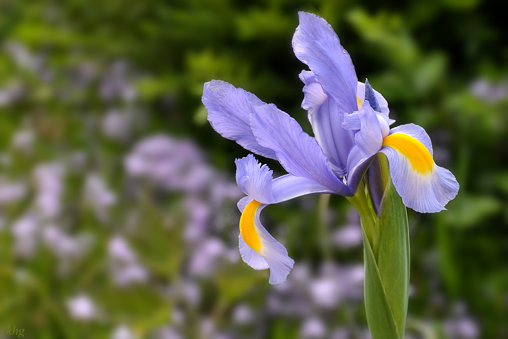 DSC 3921 Iris