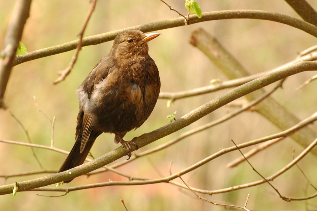 DSC 3964 Amsel 1024