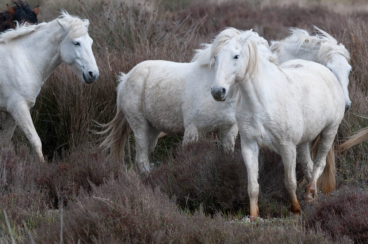 DSC 3976 Bearbeitet