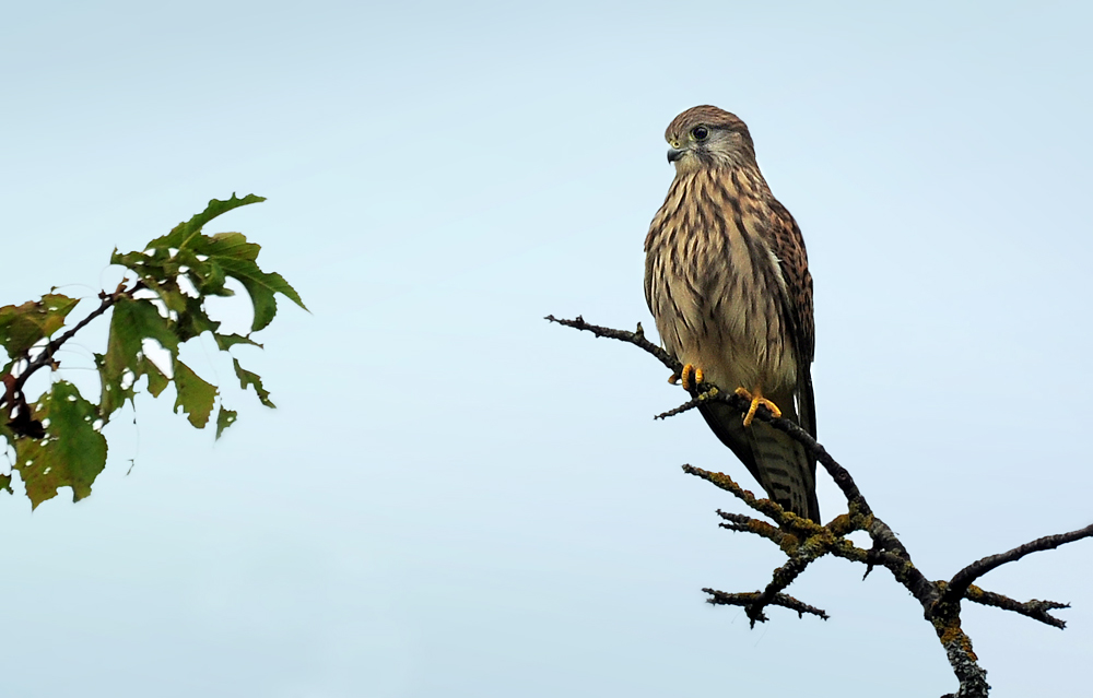 DSC 3980 Turmfalke 1000