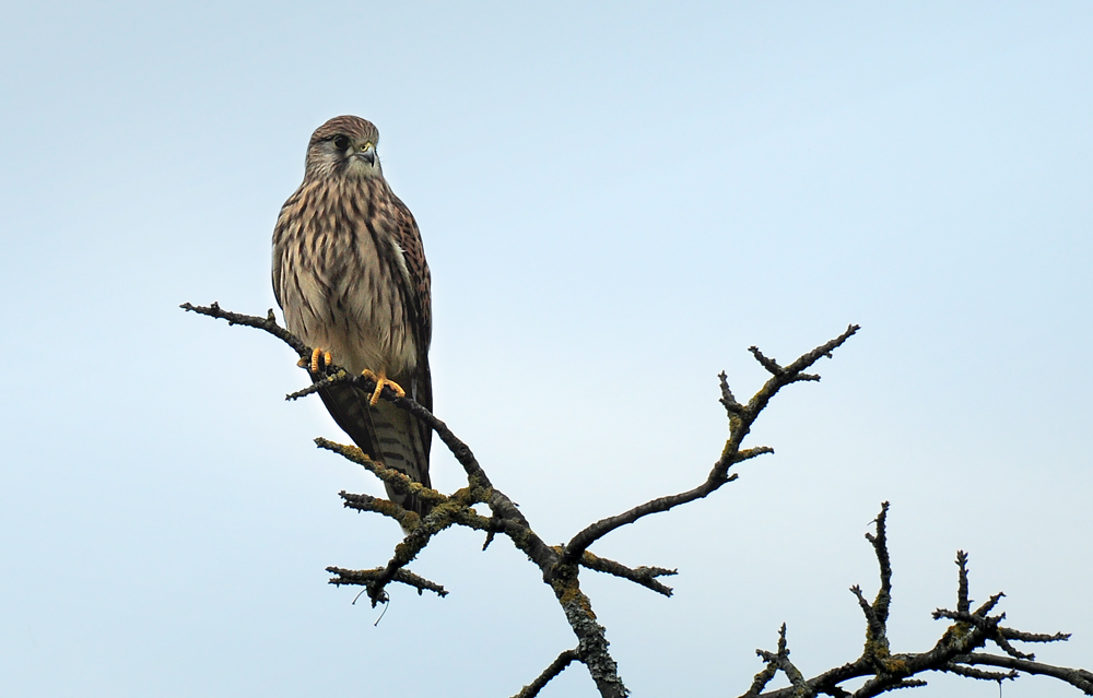 DSC 3981 Turmfalke 1000