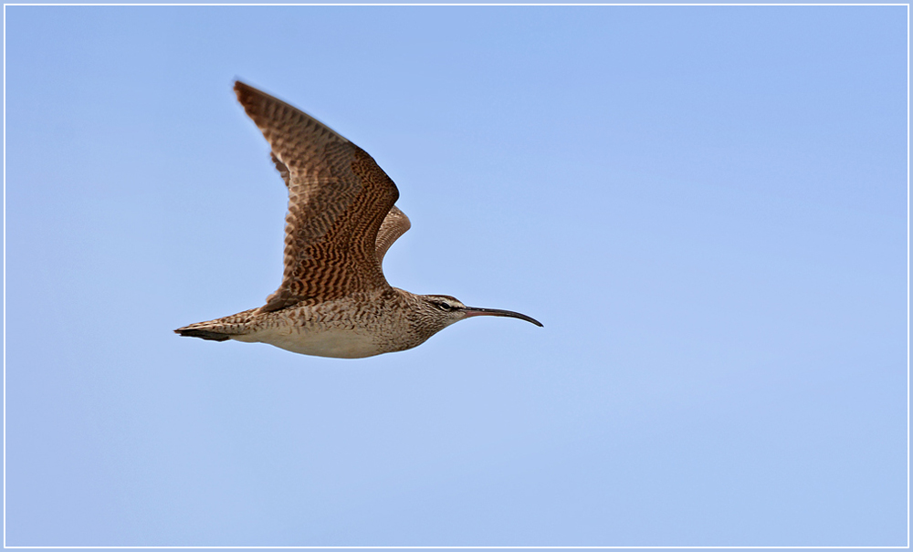 DSC 4025 Brachvogel 1000 R