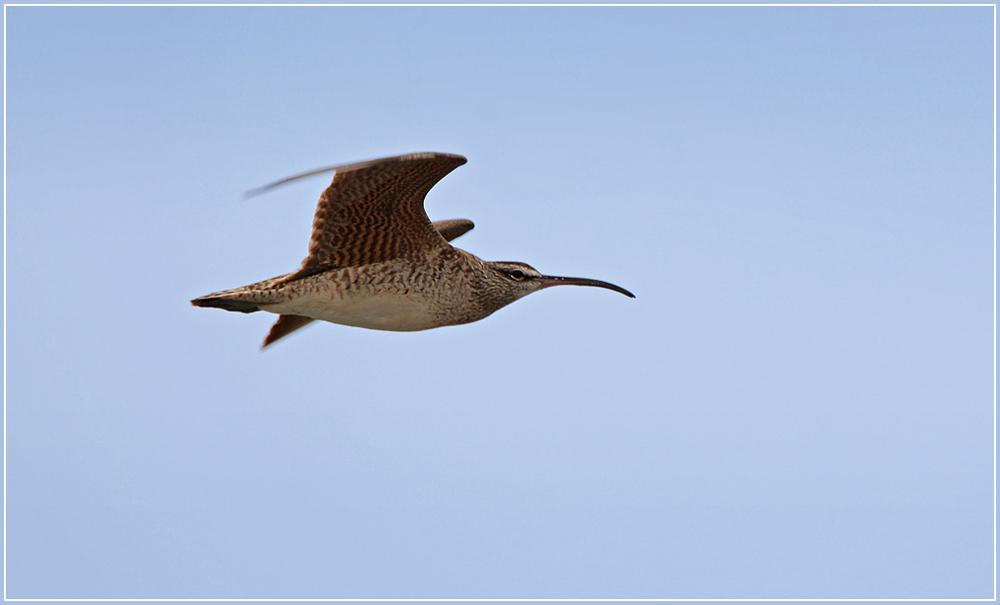 DSC 4026 Brachvogel 1000 R