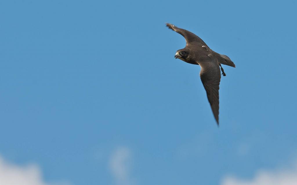DSC 4052pl