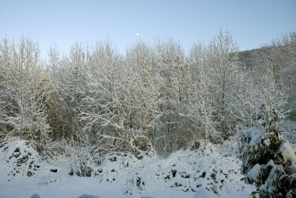 DSC 4080 (1)