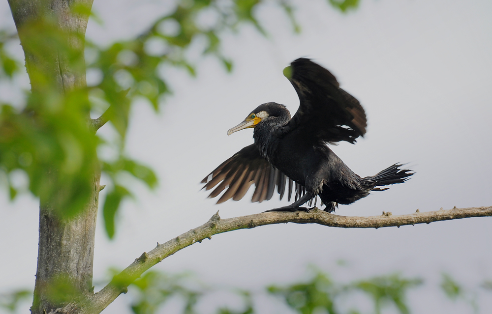DSC 4127 Kormoran 1000