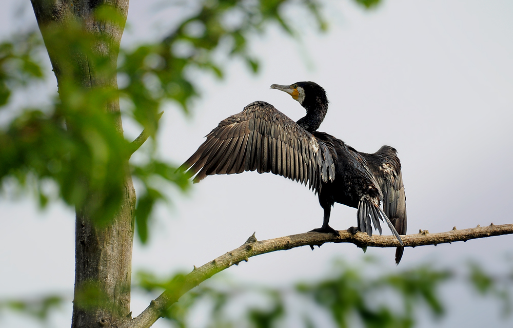DSC 4134 Kormoran 1000