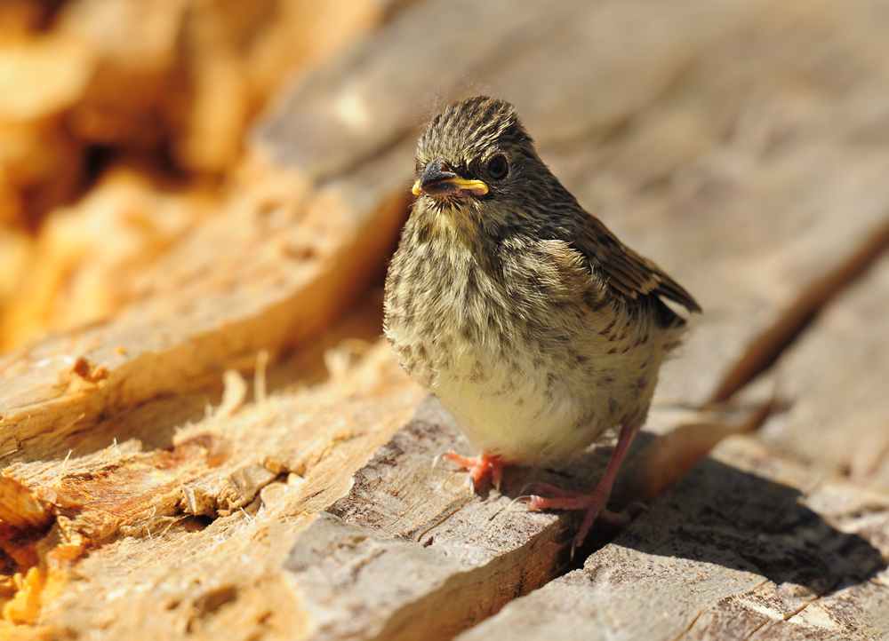 DSC 4154 Jungvogel Lassen 1000