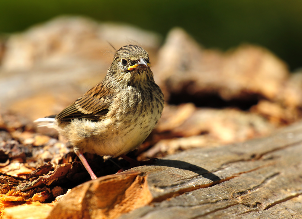 DSC 4157 Jungvogel 1000