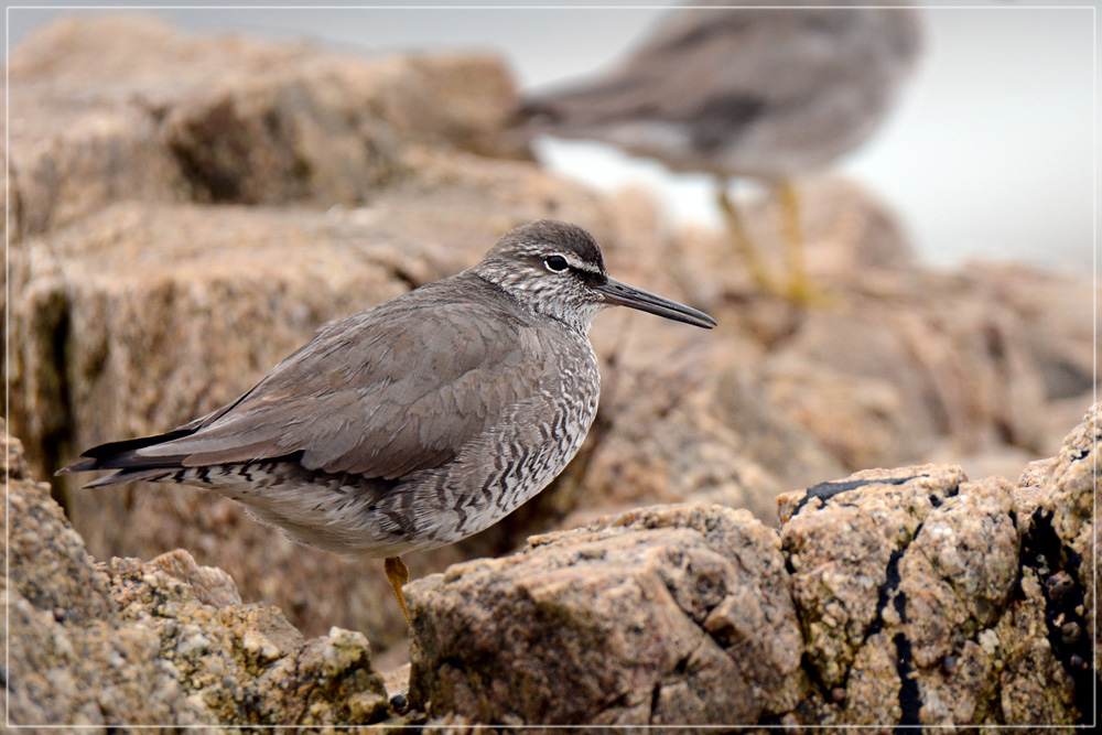 DSC 4253 Strandläufer 1000 R