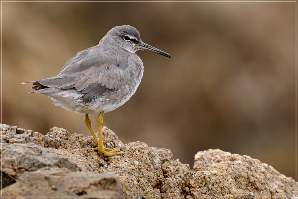 DSC 4275 Strandläufer 1000 R