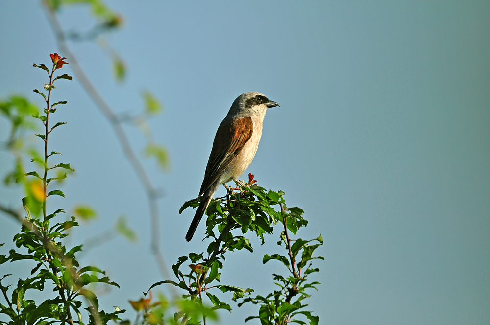 DSC 4304 ooC 1000