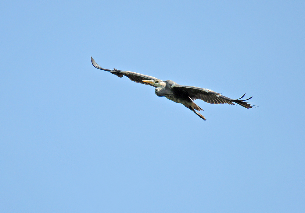 DSC 4310 Reiher 1000