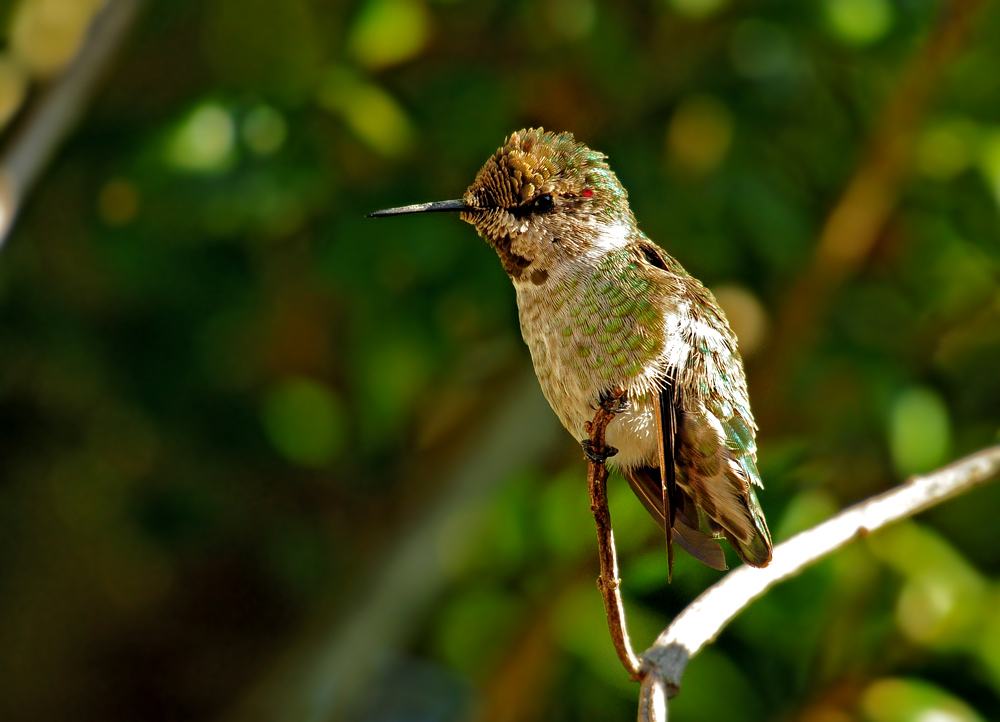 DSC 4324 Kolibri 1000