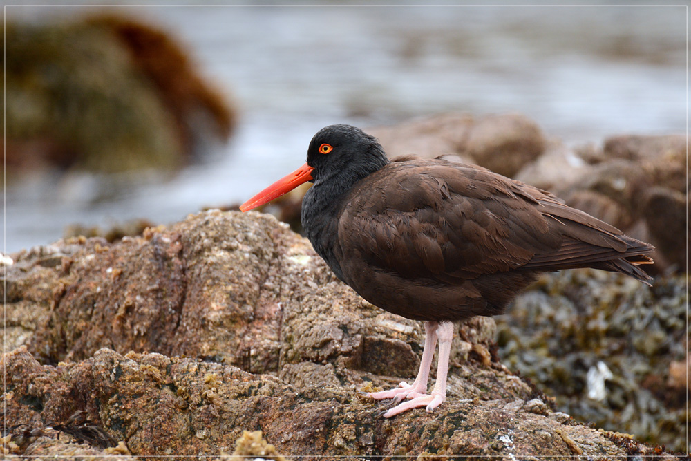 DSC 4337 Black Oystercatcher 1000 R