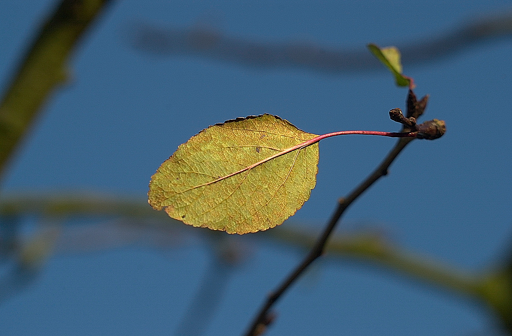 dsc 4411 176
