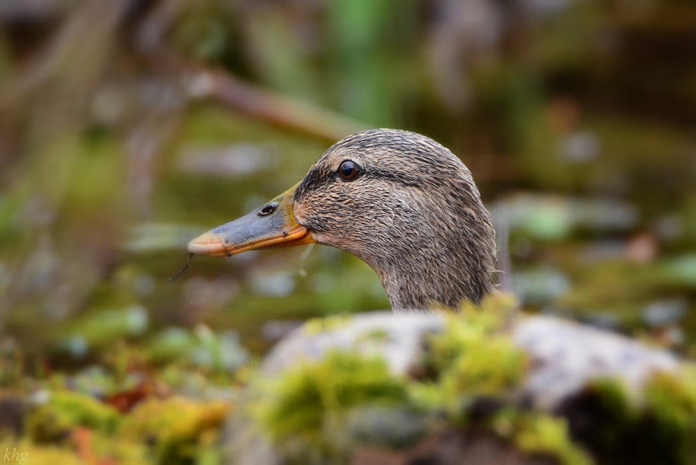 DSC 4412 Ente