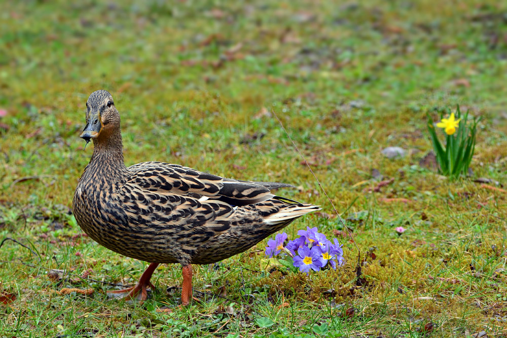 DSC 4424 Stockente