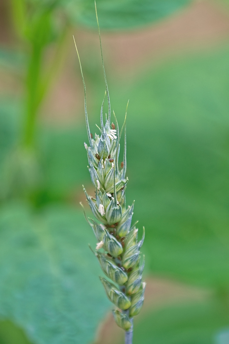 DSC 4442k